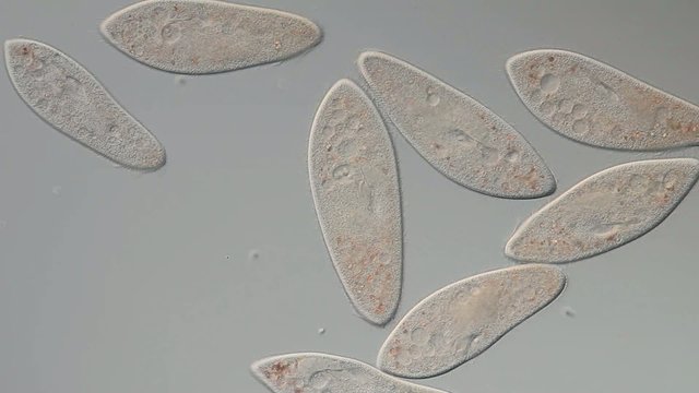 Paramecium caudatum Fortbewegung u. Nahrungsvakuole