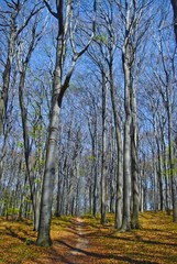 Fototapeta premium Trail in Beech forest