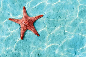 Foto op Canvas starfish © efired
