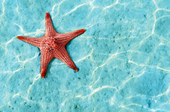 Starfish Underwater Images – Browse 73,146 Stock Photos, Vectors, and Video  | Adobe Stock