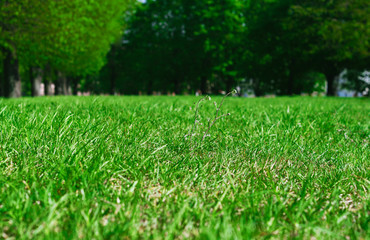 grass in the park
