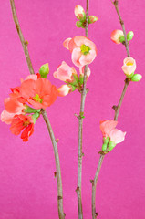 Flowering branches in Spring, shot against magenta background