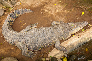 Crocodile