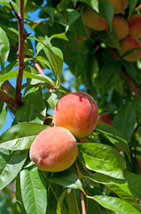 Pfirsich - Malum Persicum