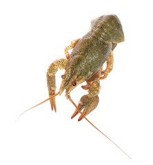 crawfish on white background