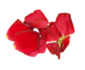 Rose petals isolated on white