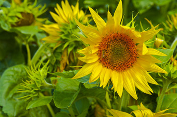 Sunflower