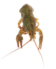 crawfish on white background