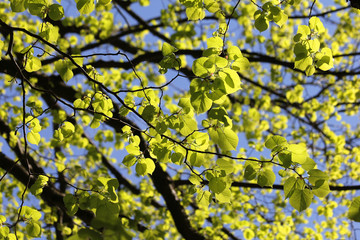 Frühling, hellgrünes Laub