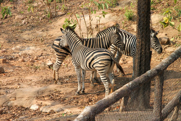 Fototapeta na wymiar Afrykańskie zebry