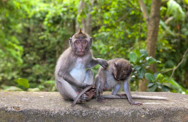 Fototapeta premium Monkey