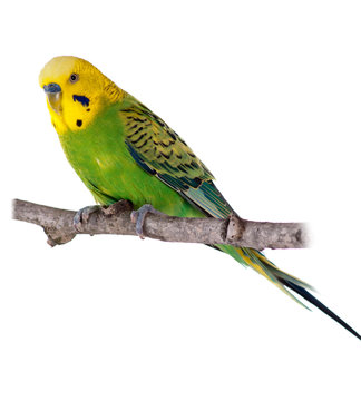 perruche perch&eacute;e
