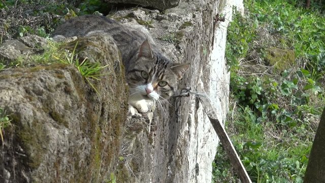 gatto in allerta