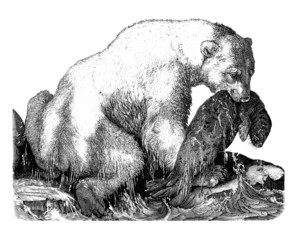 Polar Bear Hunting - obrazy, fototapety, plakaty