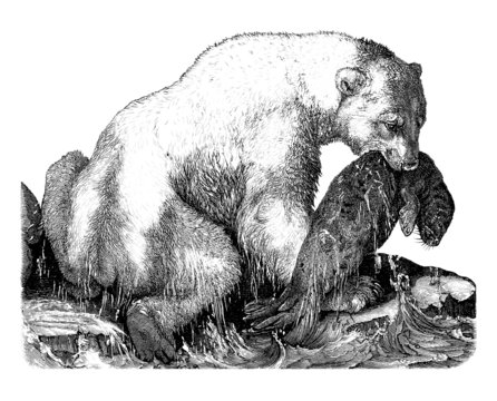 Polar Bear Hunting