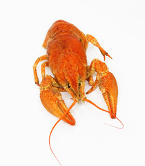 red crawfish on white background