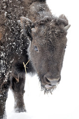 Fototapeta premium Bison in winter