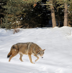 Wolf