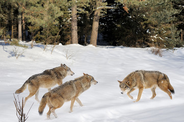 Fototapety na wymiar - Fototapeta24.pl