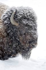 Bison portrait in winter