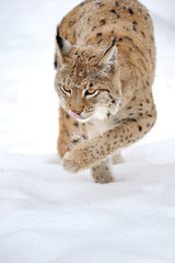 Lynx in winter
