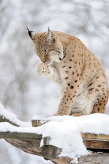 Lynx in winter
