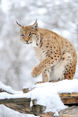 Lynx in winter