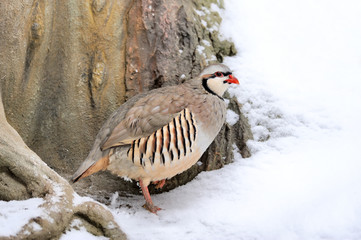 Partridge in winter