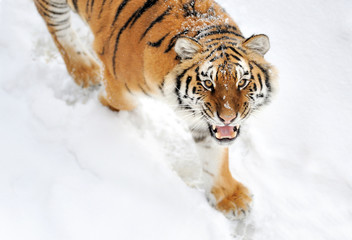 Fototapeta premium Tiger