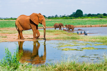 Fototapeta na wymiar Ogromny samiec słonia afrykańskiego wody pitnej przy wodopoju
