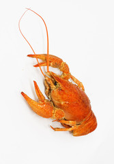 A large cooked red lobster over white