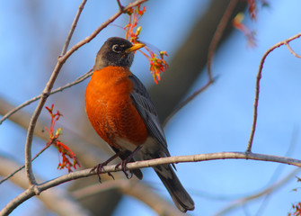 Fototapeta premium North American robin Turdus migratorius in warm sunset light