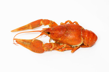 red crawfish on white background