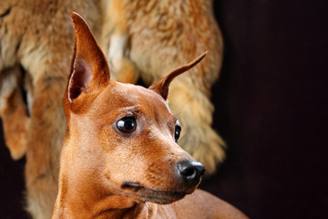 Red Miniature Pinscher