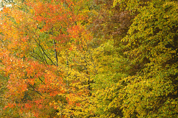 Alberi e Foglie d'Autunno