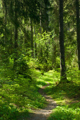 Fototapeta na wymiar Reszta szlak w lesie
