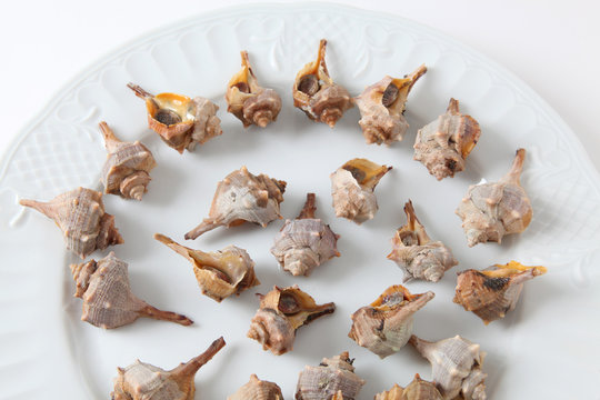 caracoles de mar