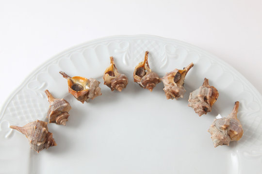 caracoles de mar