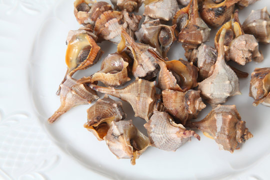 caracoles de mar