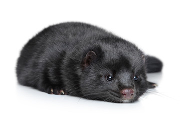 Mink lying on a white background