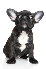 French bulldog puppy sits on a white background. Shallow DOF