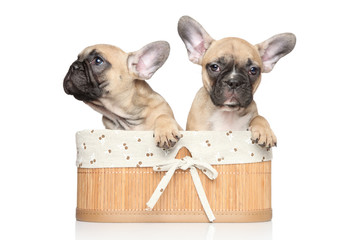 French bulldog puppies in basket