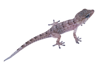 A baby Moorish gecko