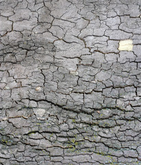 Cortex of the alder with lichen - texture