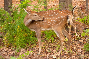 child of the red deer in wood . Bandhavgarh. India.