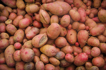 Adirondack Red Potatoes