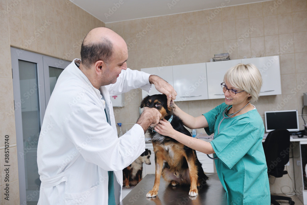 Wall mural veterinarian and assistant in a small animal clinic