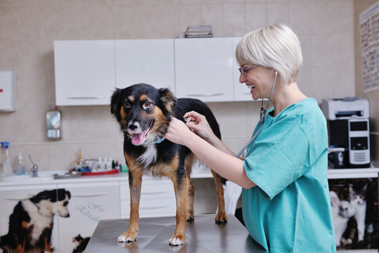 veterinarian and assistant in a small animal clinic