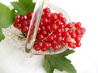 Red currants
