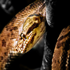 Jamaican Boa - Close-up head shot